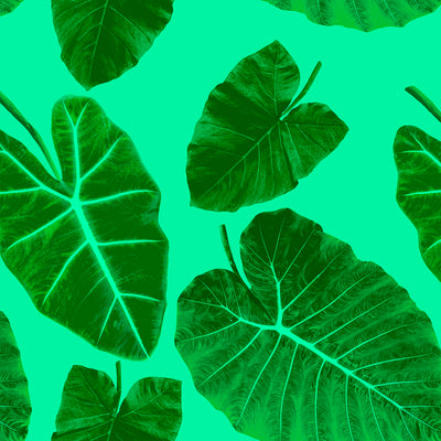 Alocasia Wallpaper - Element